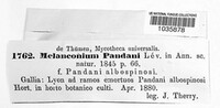 Image of Melanconium pandani